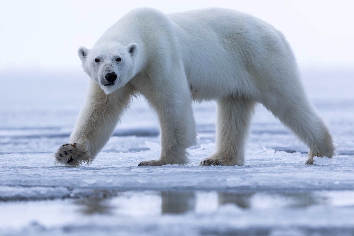 spitsbergen svalbard ijsbeer