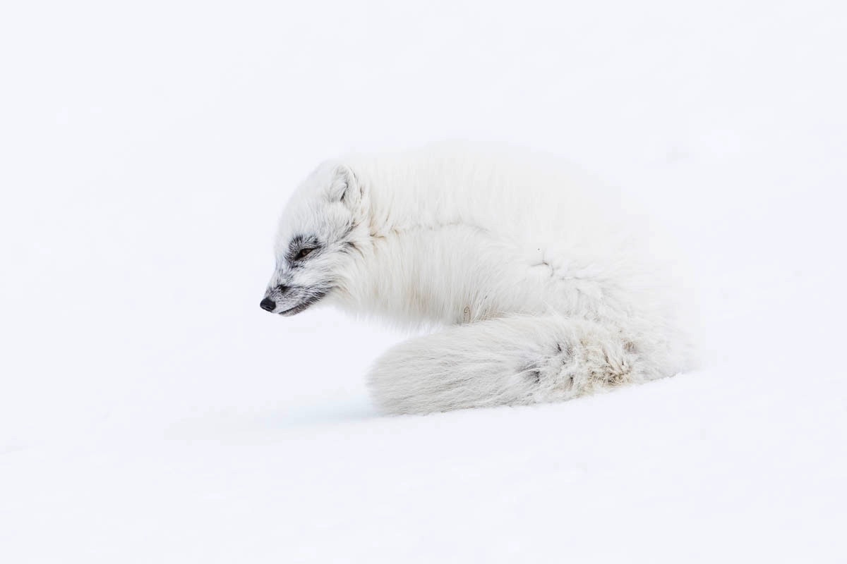 spitsbergen poolvos