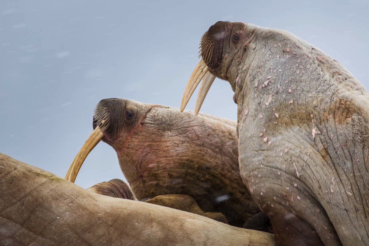 spitsbergen svalbard walrus