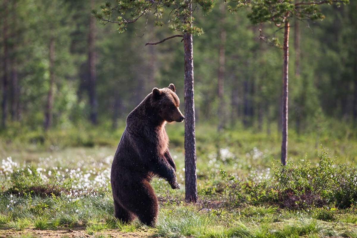 Bruine beer, Finland