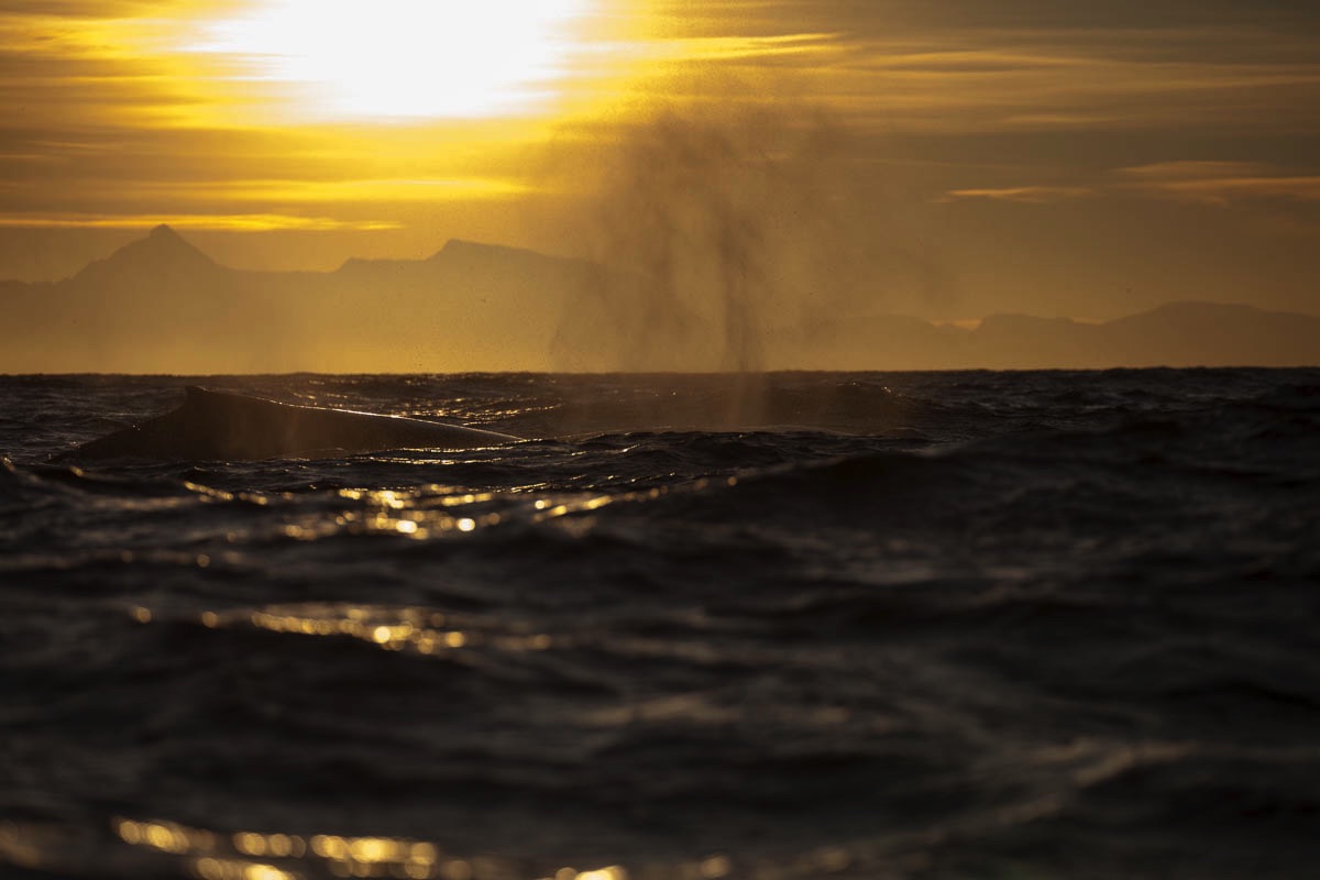 Bultrug, Lofoten