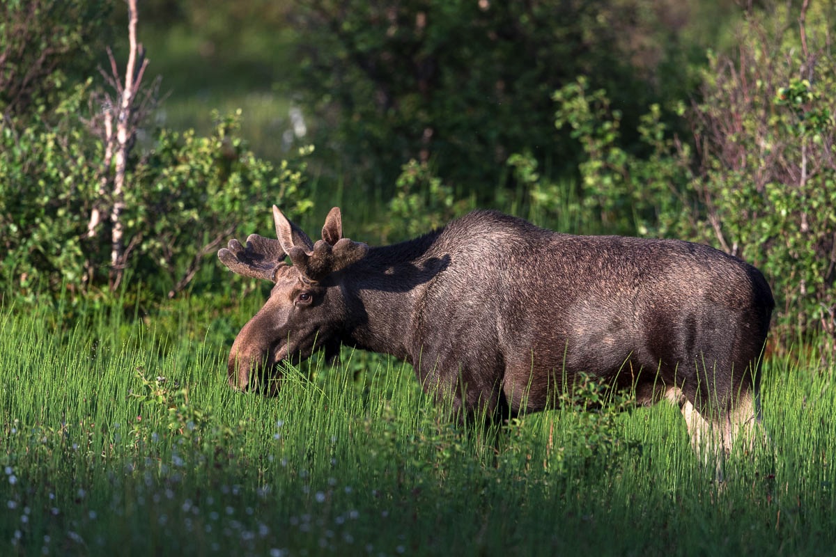 Eland, Lofoten