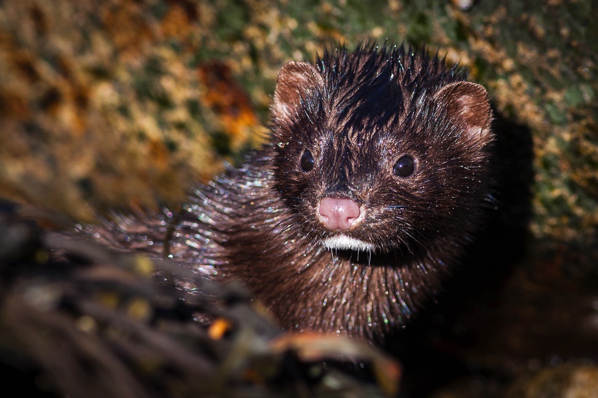 Mink, Lofoten