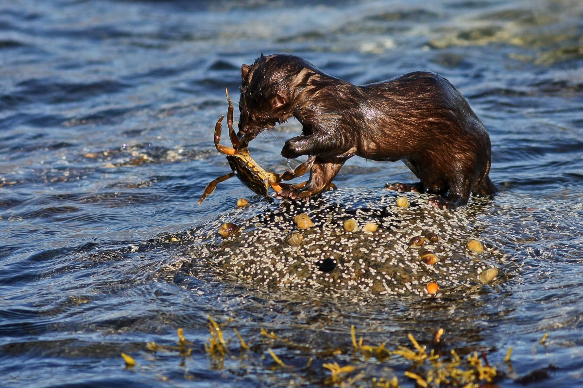 Mink, Lofoten