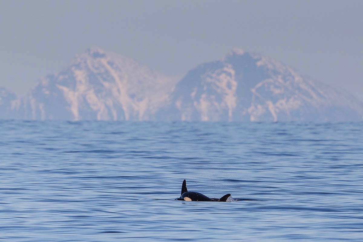 Orca, orka, Lofoten