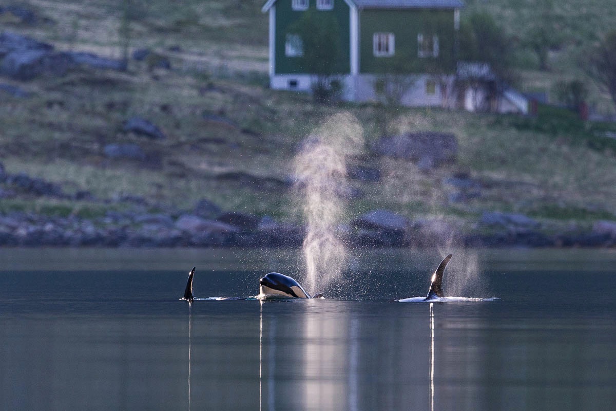 Orca, orka, Lofoten