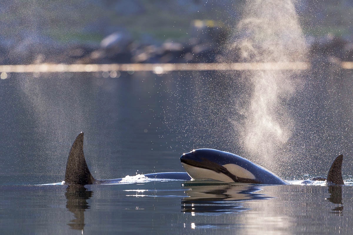 Orca, orka, Lofoten