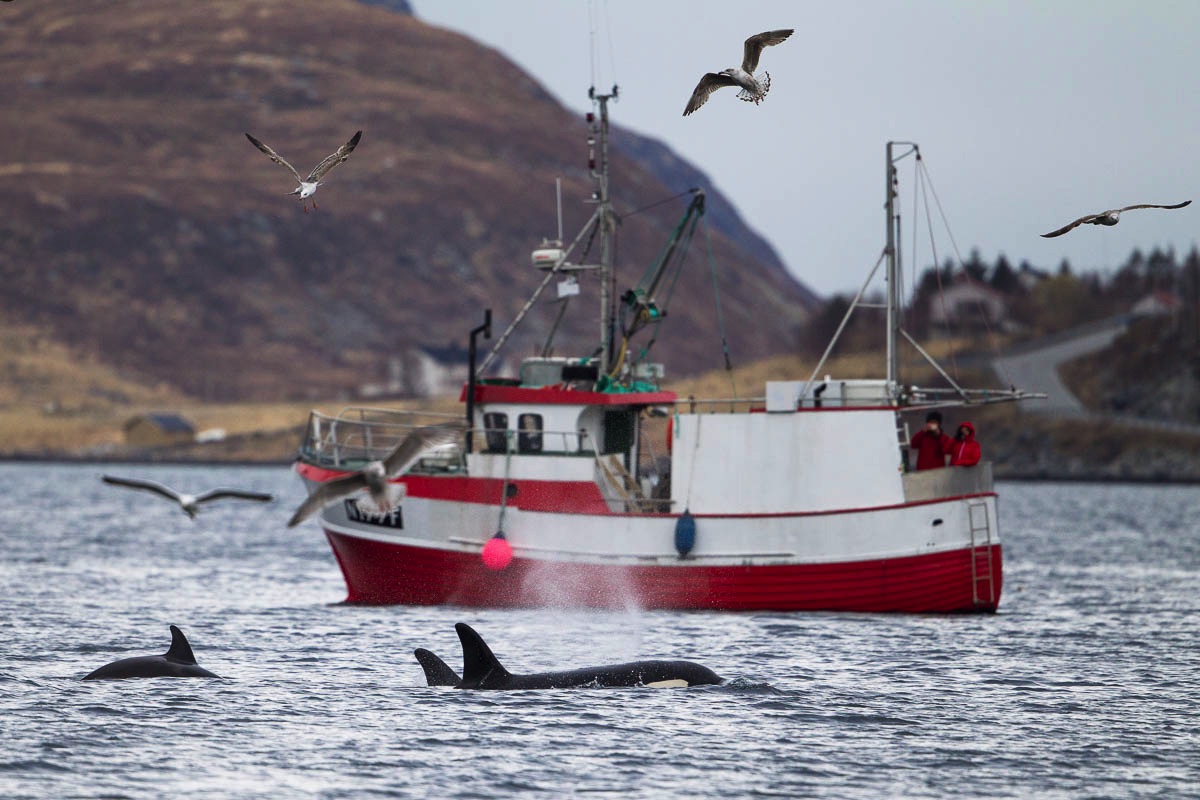 Orca, orka, Lofoten