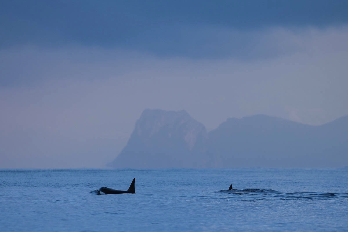 Orca, orka, Lofoten