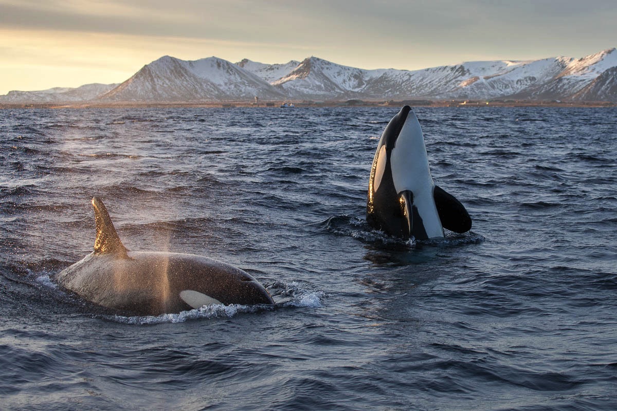 Orca, orka, Lofoten