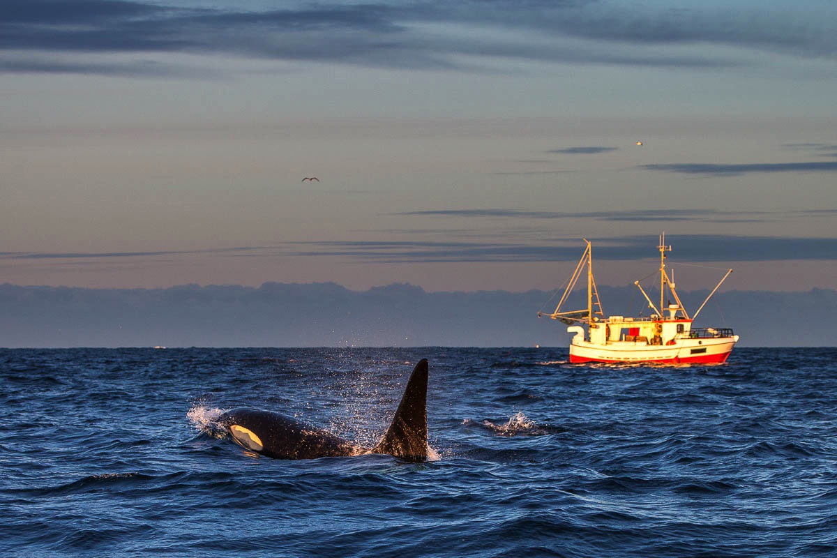 Orca, orka, Lofoten