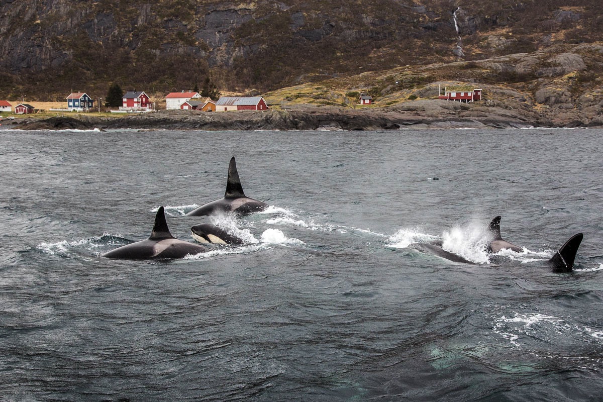 Orca, orka, Lofoten