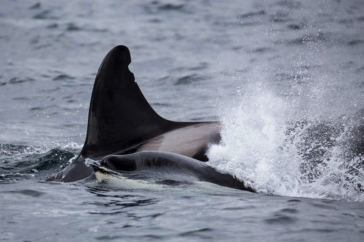 Orca, orka, Lofoten