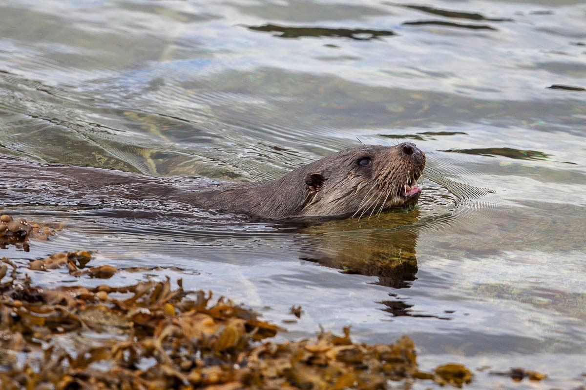 Otter, Lofoten