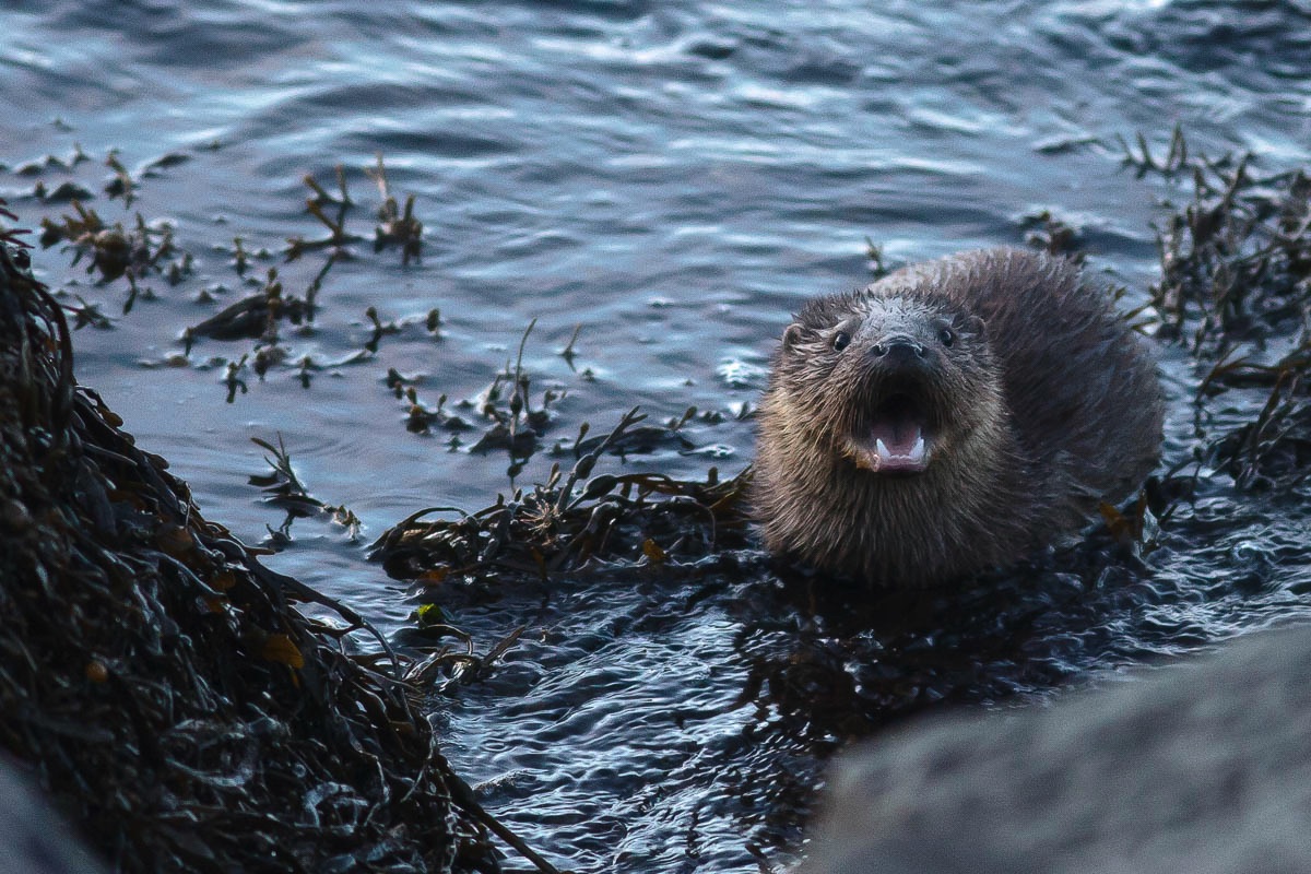 Otter, Lofoten