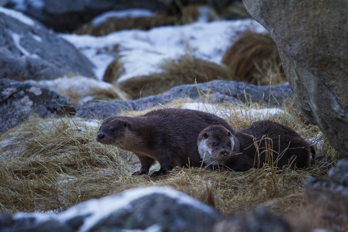 Otter, Lofoten