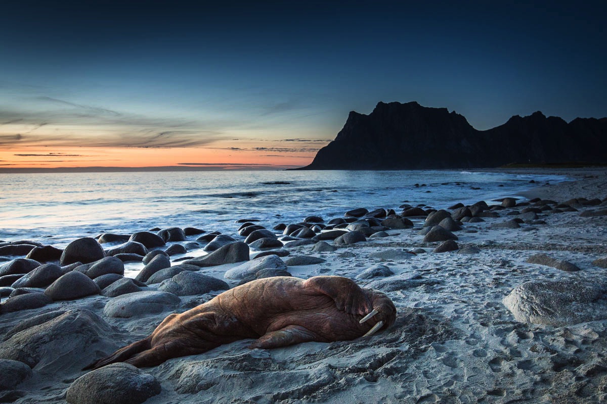 Walrus op een strand van de Lofoten