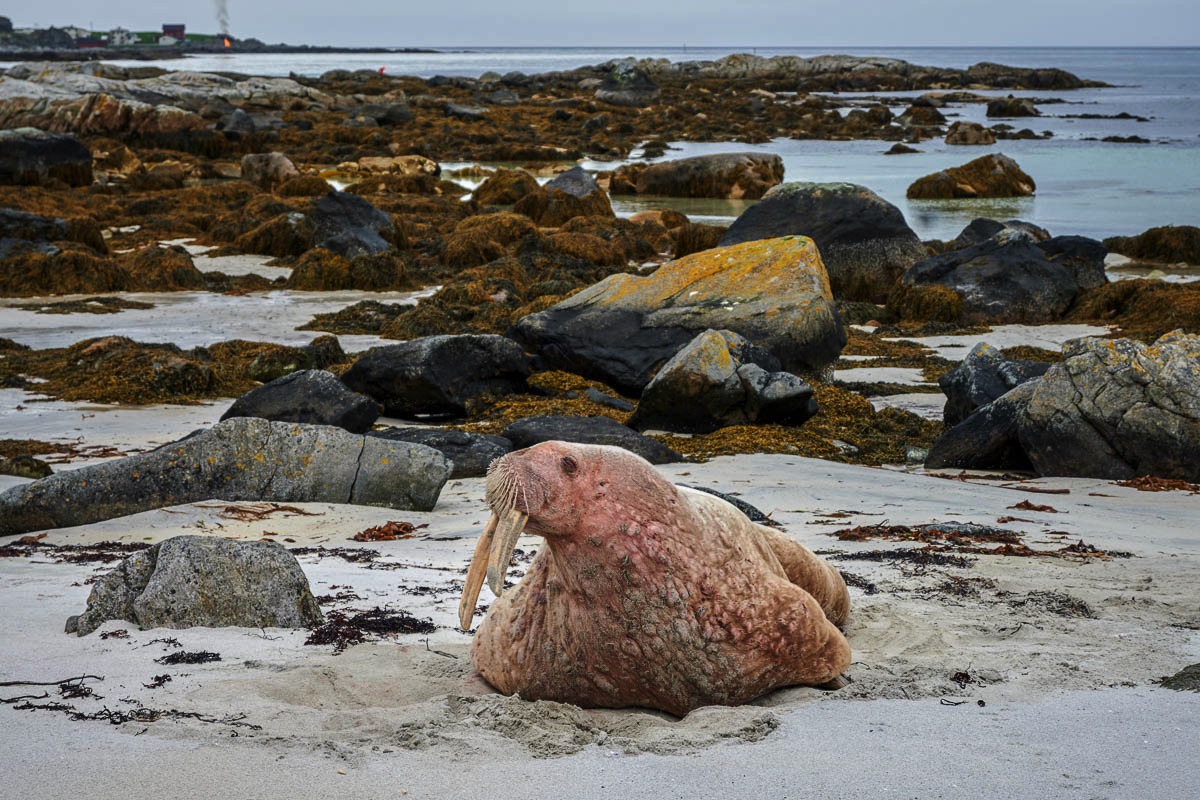 Walrus op een strand van de Lofoten