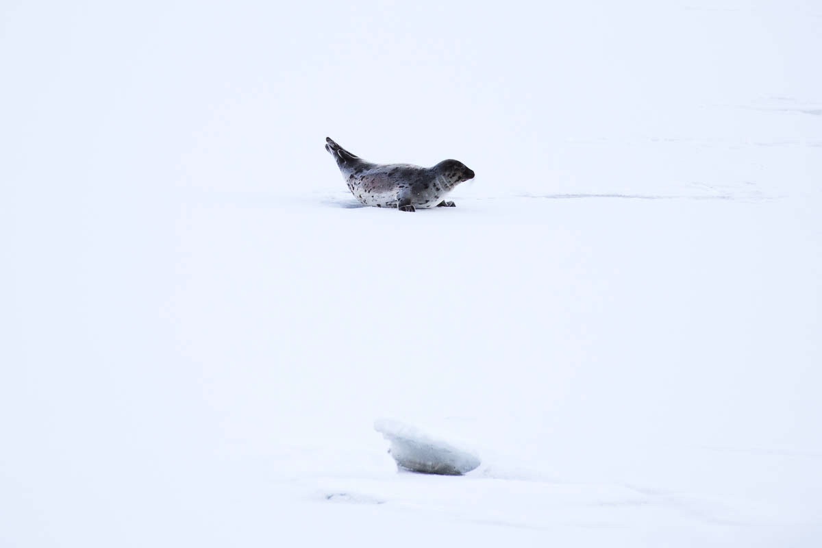 Zeehond, Lofoten