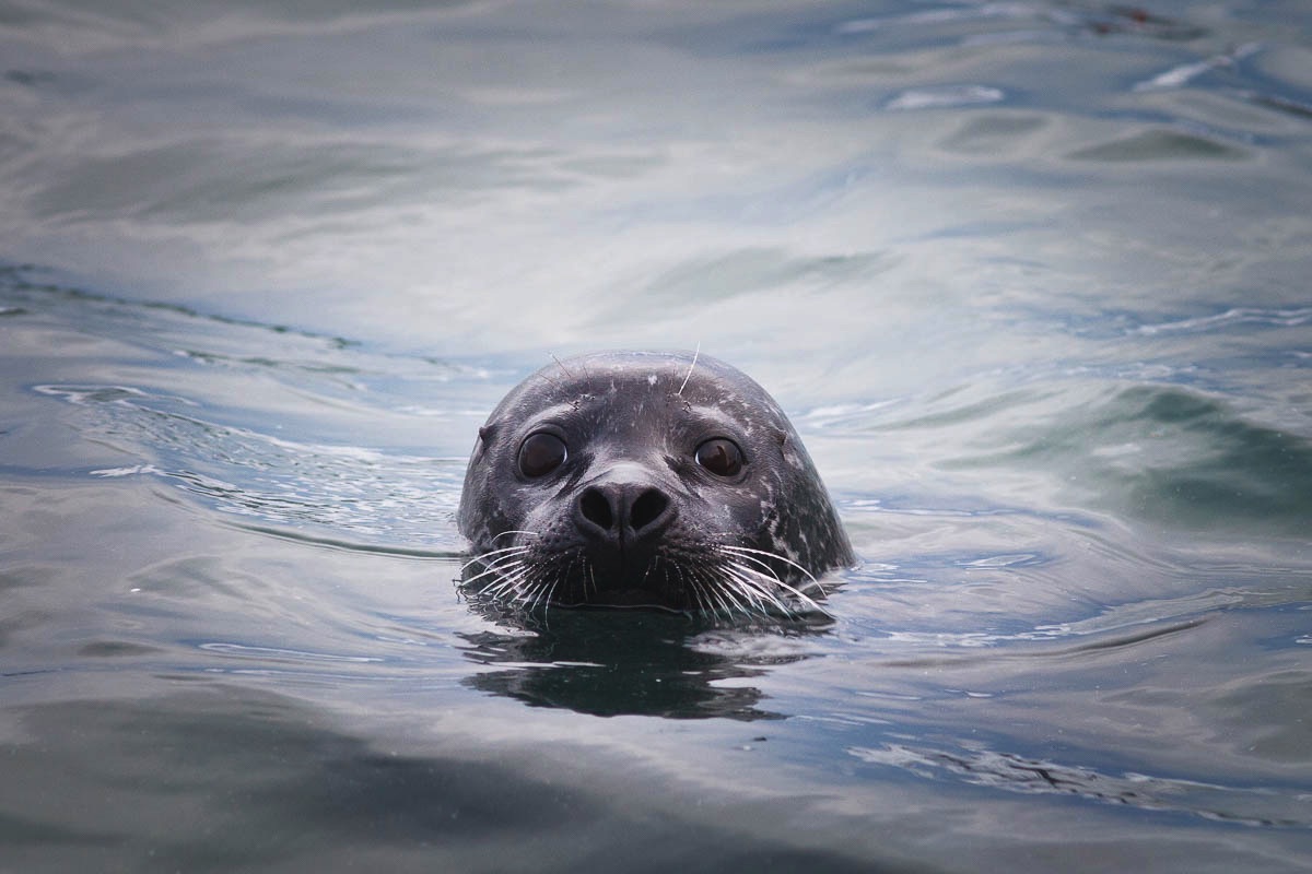 Zeehond, Lofoten