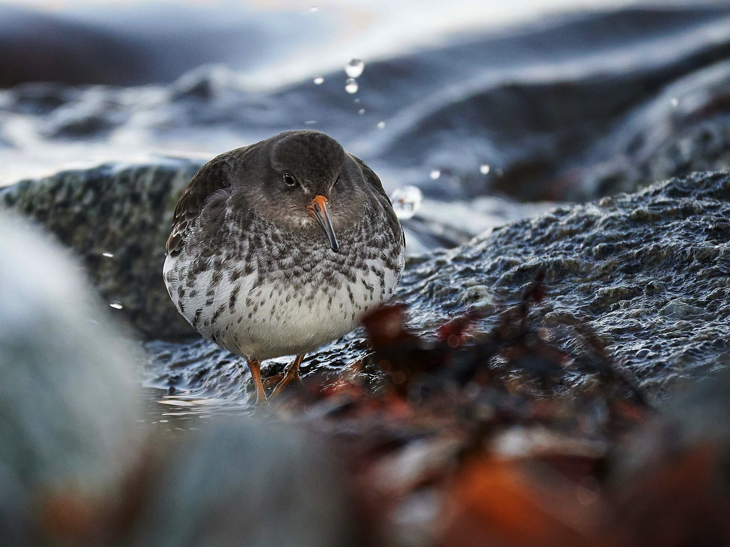 paarse strandloper, vogels van de Lofoten