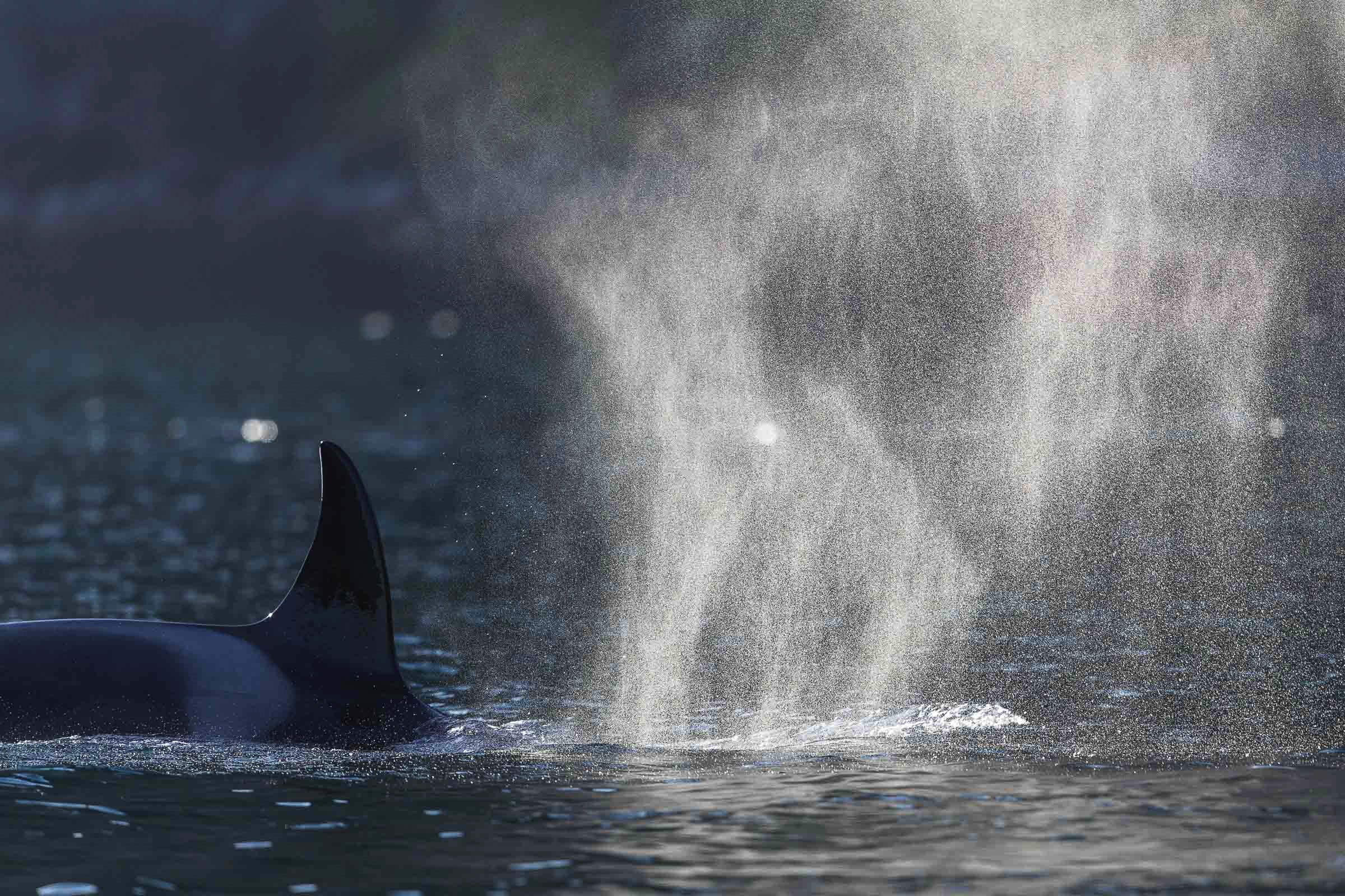 orka, Lofoten